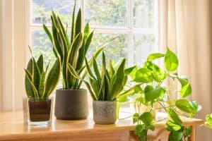 Diane Dunn 14 growing snake plants