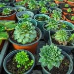 Home (GB) 1 growing succulents