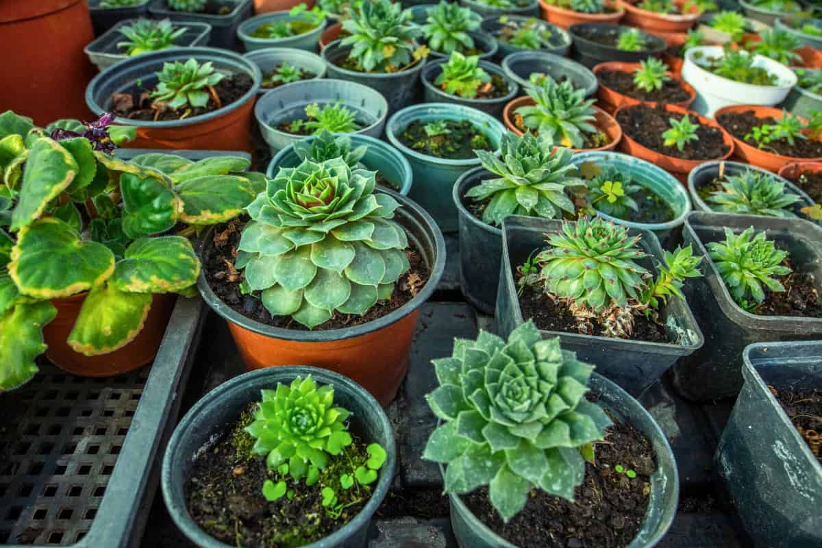 growing succulents