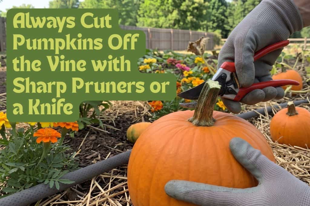 harvest and cure pumpkins