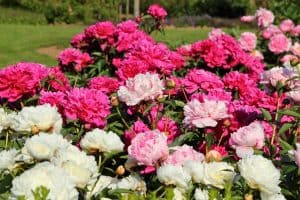 peonies