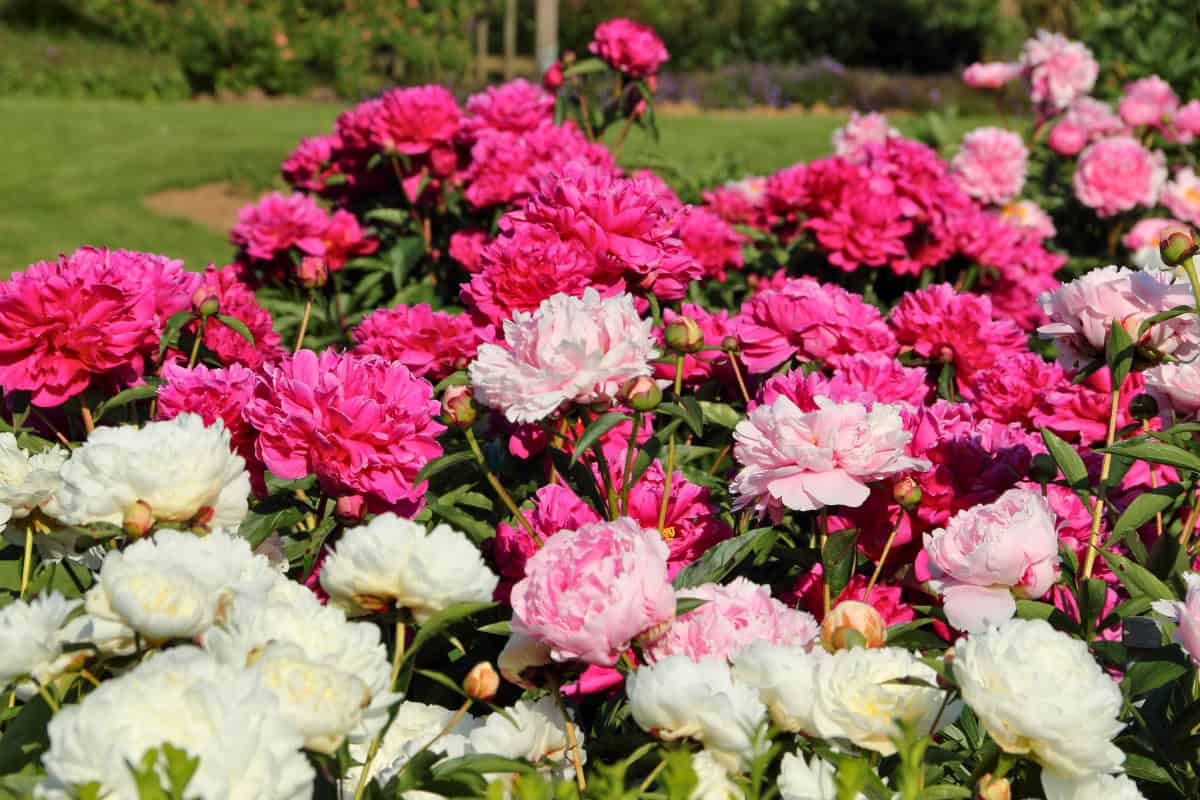 Master Growing and Caring for Peonies: An 8-Step Guide 1 peonies