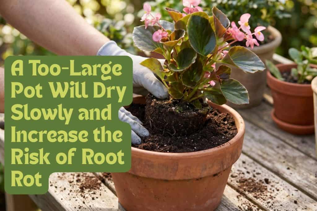 How to Grow Begonias That Bloom All Season Long 4 planting begonias