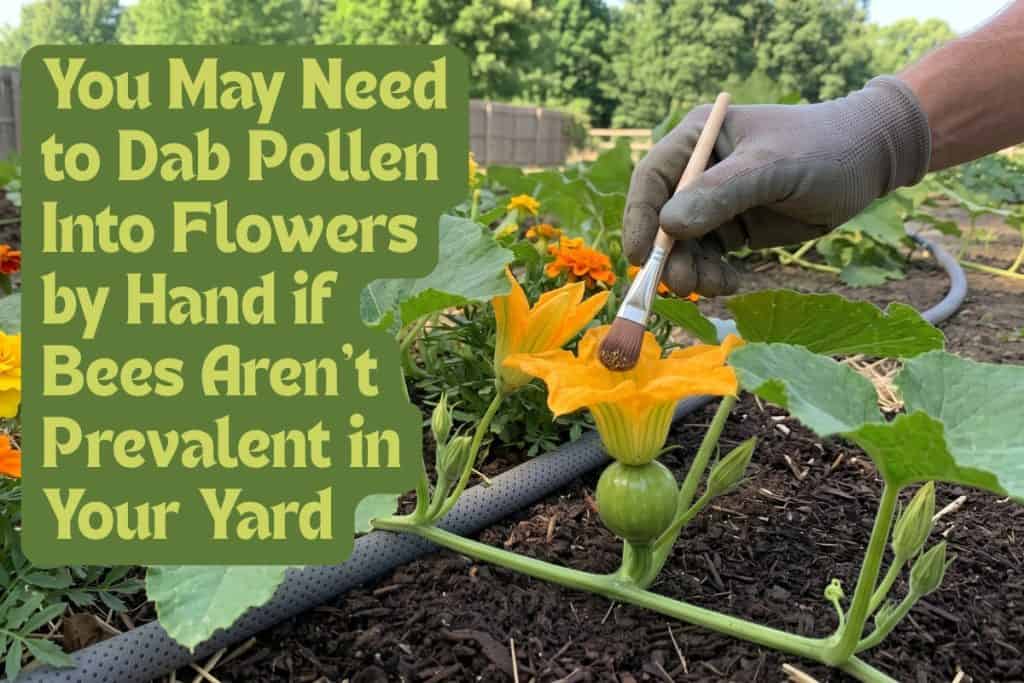 pollinate pumpkins
