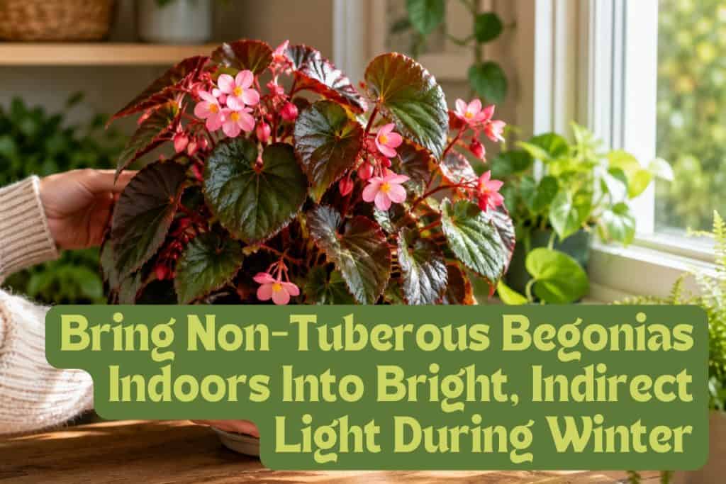 How to Grow Begonias That Bloom All Season Long 11 prepare begonias for winter