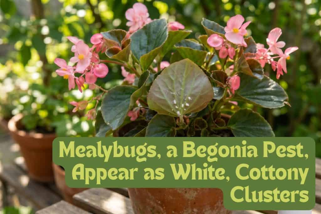 How to Grow Begonias That Bloom All Season Long 8 prevent begonia pests