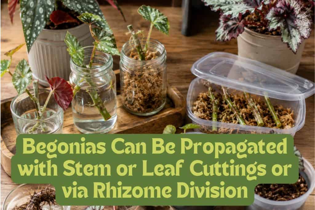 How to Grow Begonias That Bloom All Season Long 12 propagate begonias