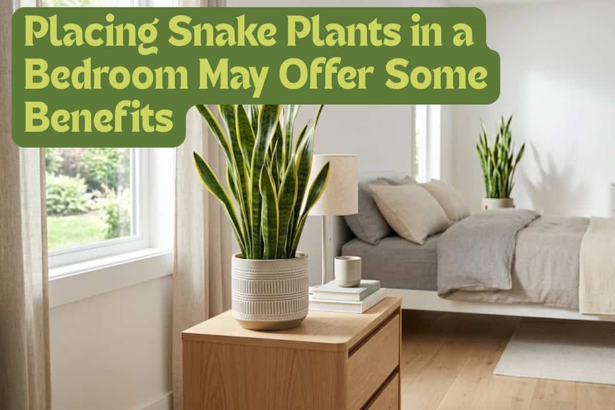 Best HD Pictures about  Benefit Of Snake Plant  with No AI Images