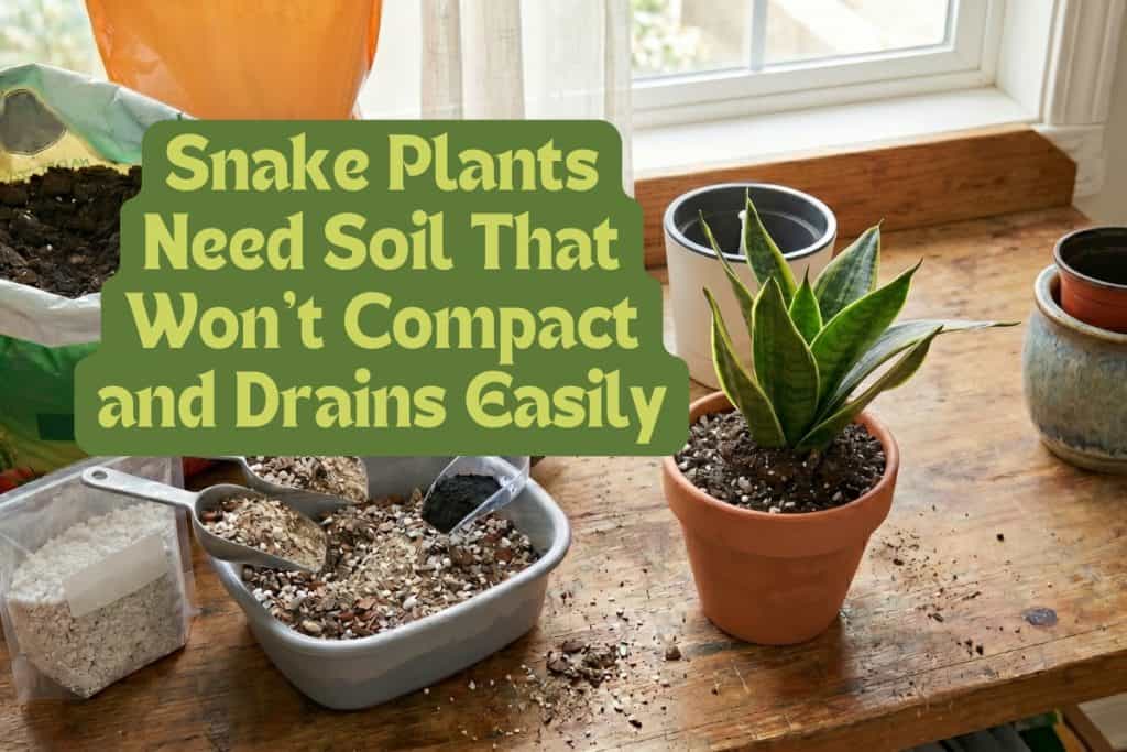 How to Grow and Care for Snake Plant: 7 Steps 3 snake plants pots and soil