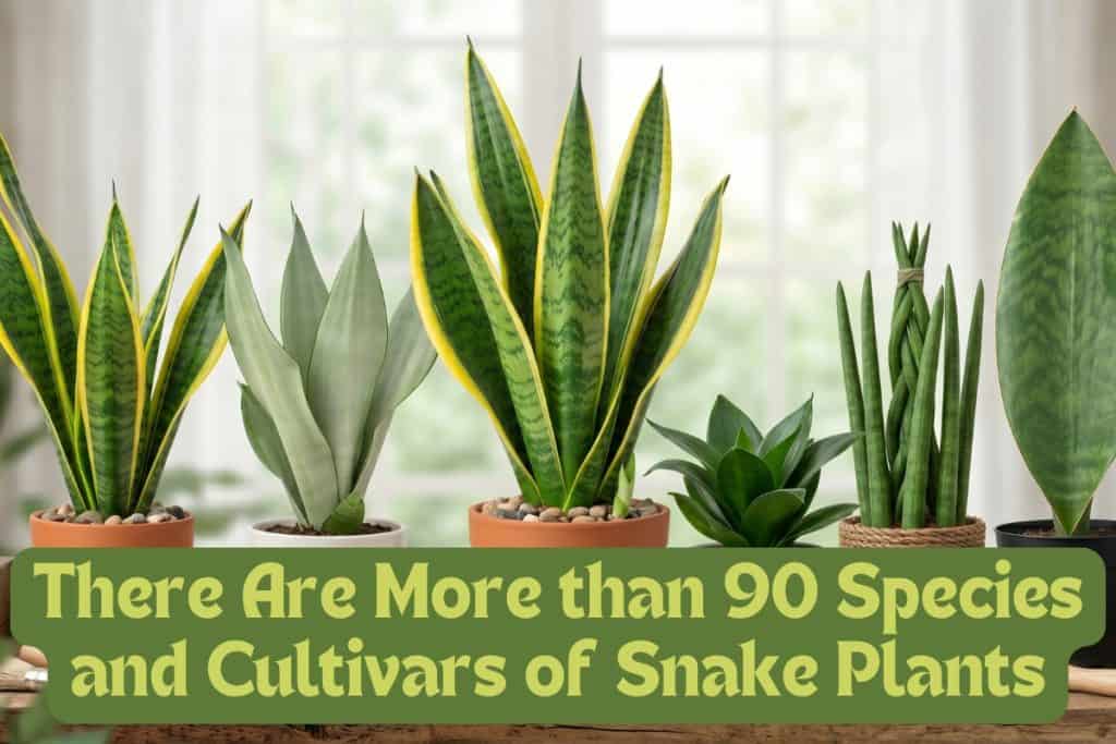 How to Grow and Care for Snake Plant: 7 Steps 2 types of snake plants