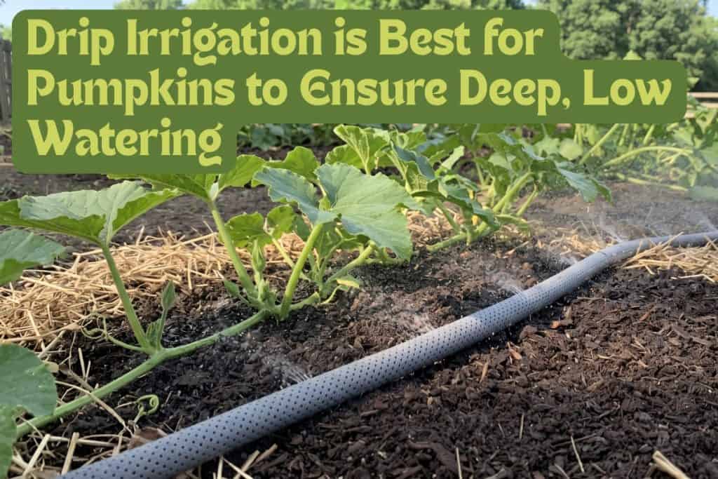 water pumpkins deeply