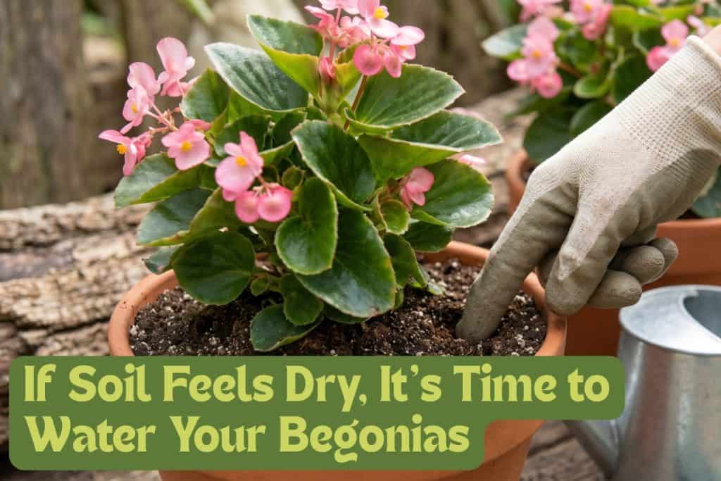 How to Grow Begonias That Bloom All Season Long 6 watering begonias