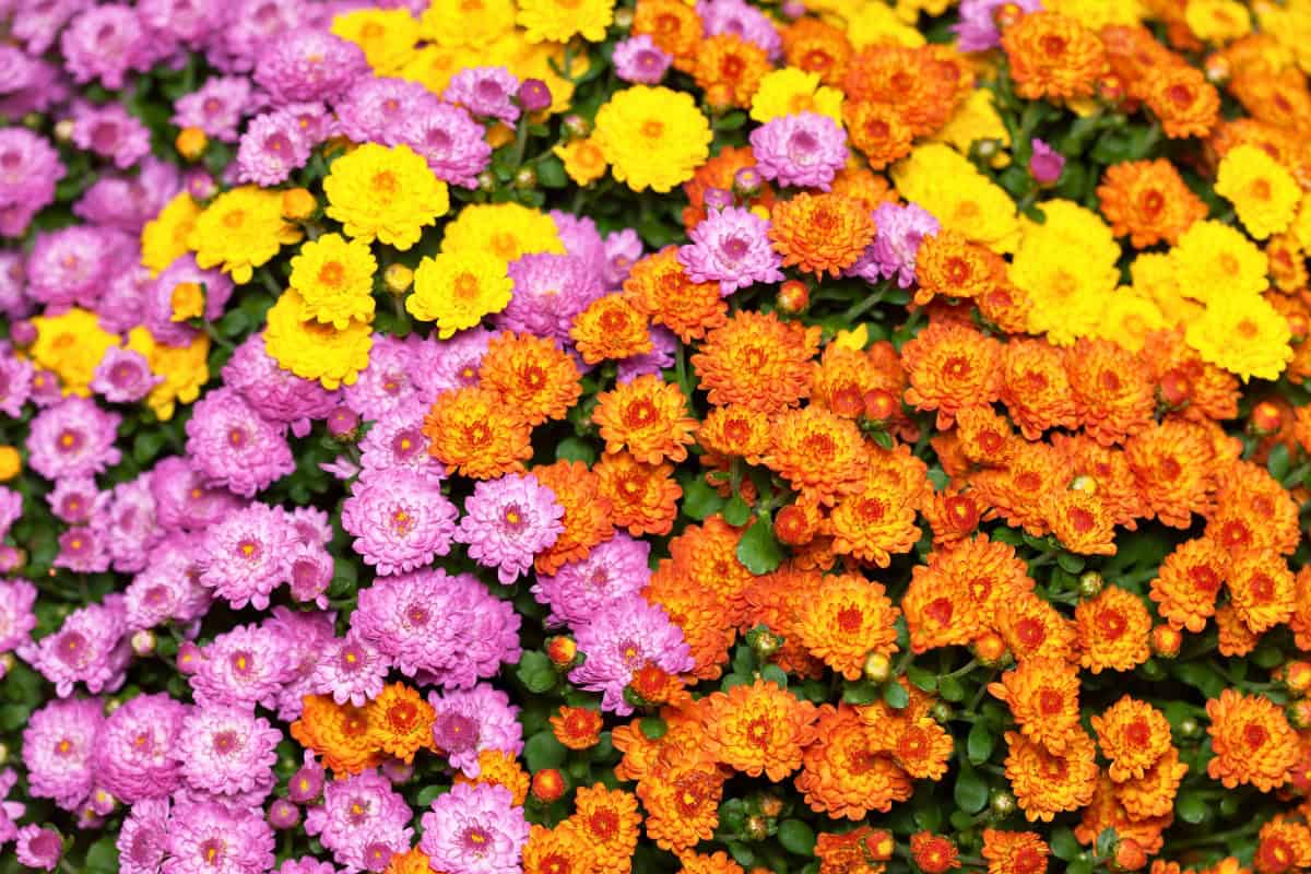 chrysanthemums in pink, yellow, and orange