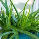 aloe vera plant