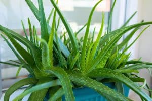aloe vera plant