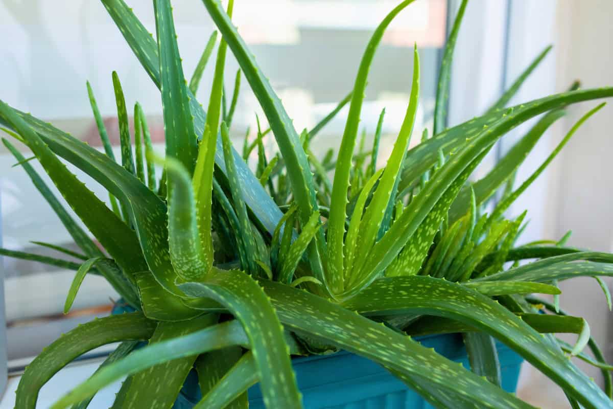 aloe vera plant