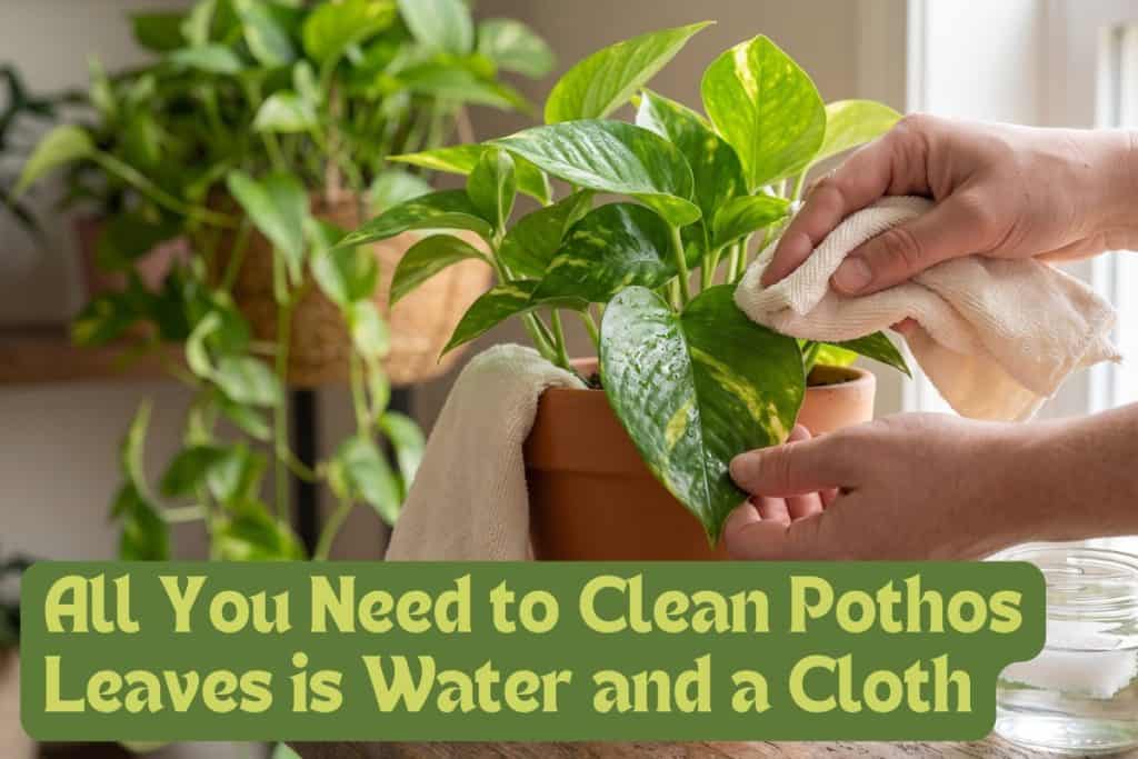 clean pothos plant leaves