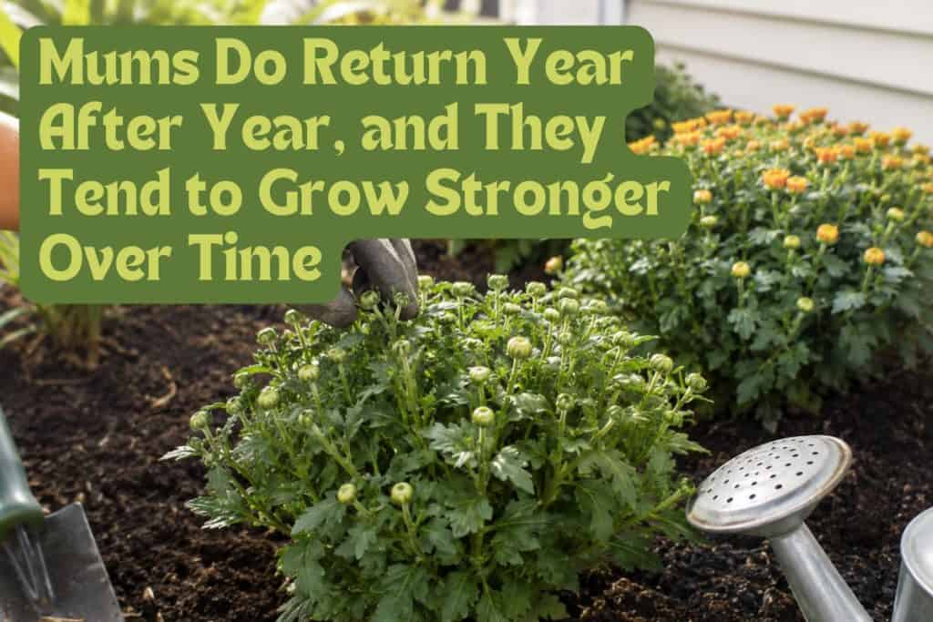 decide when to start mums