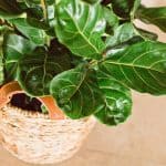 fiddle leaf fig