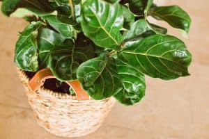 fiddle leaf fig