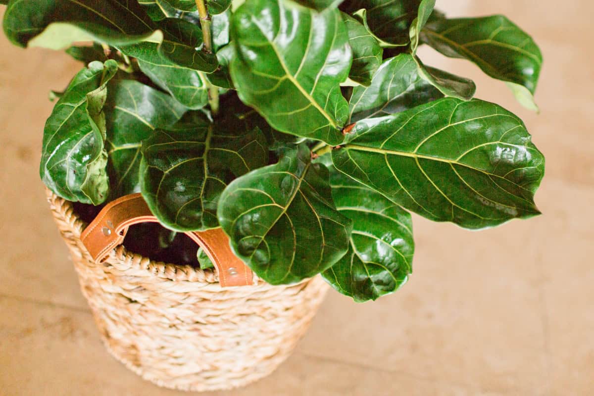 fiddle leaf fig