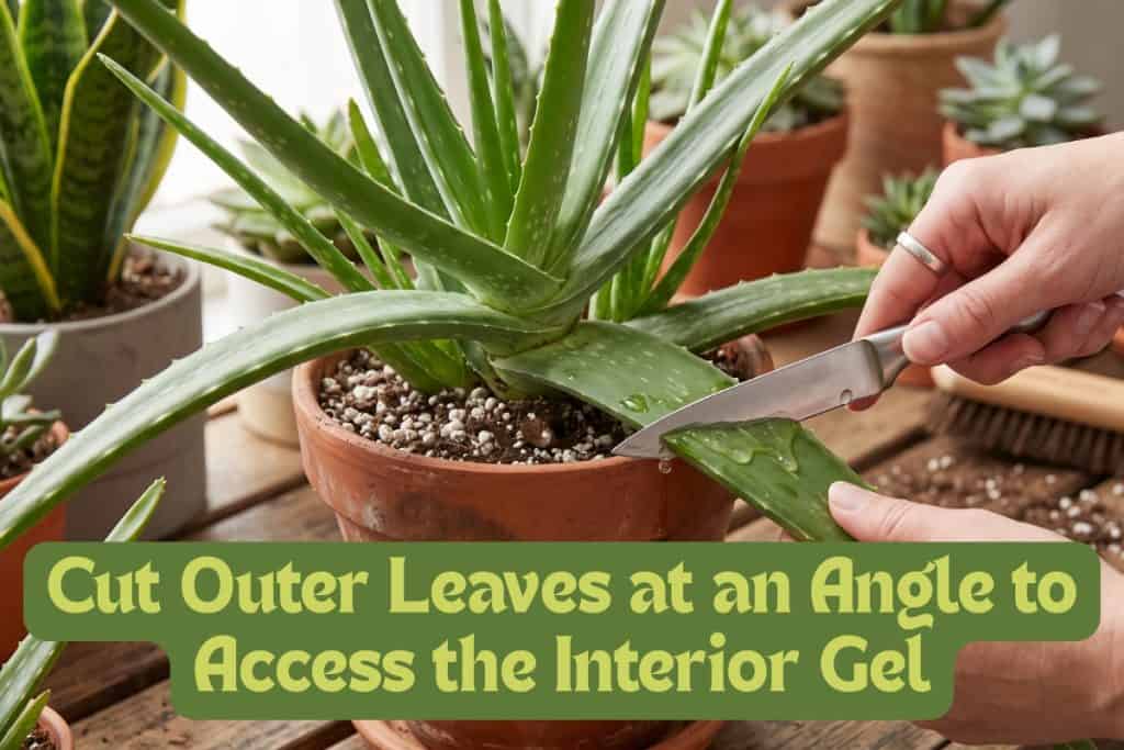 gel from aloe vera plant