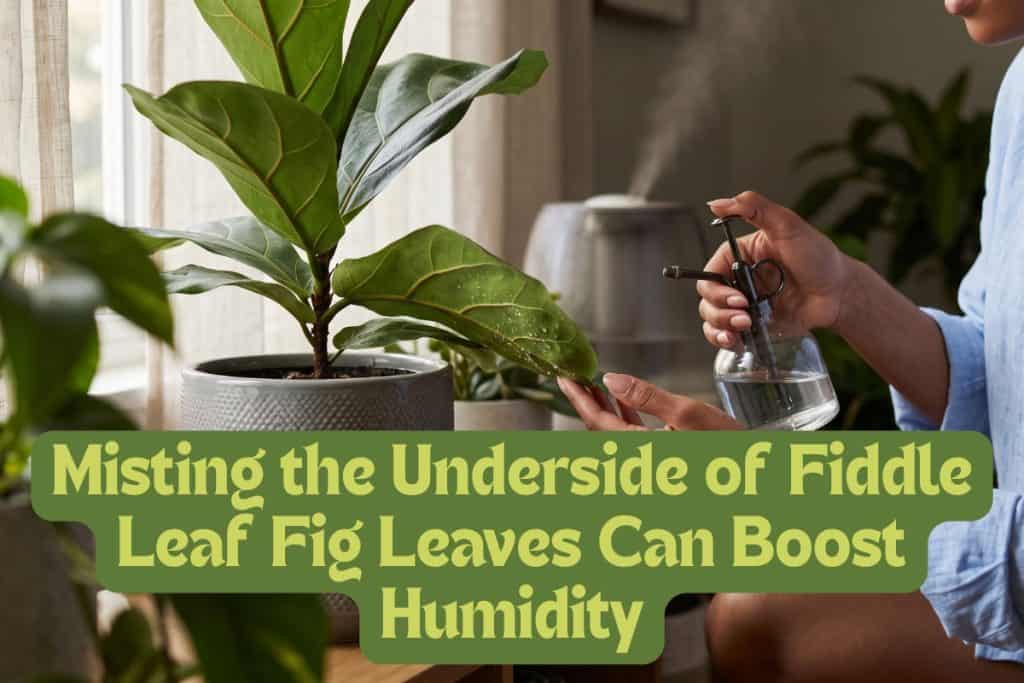 humidity for fiddle leaf fig