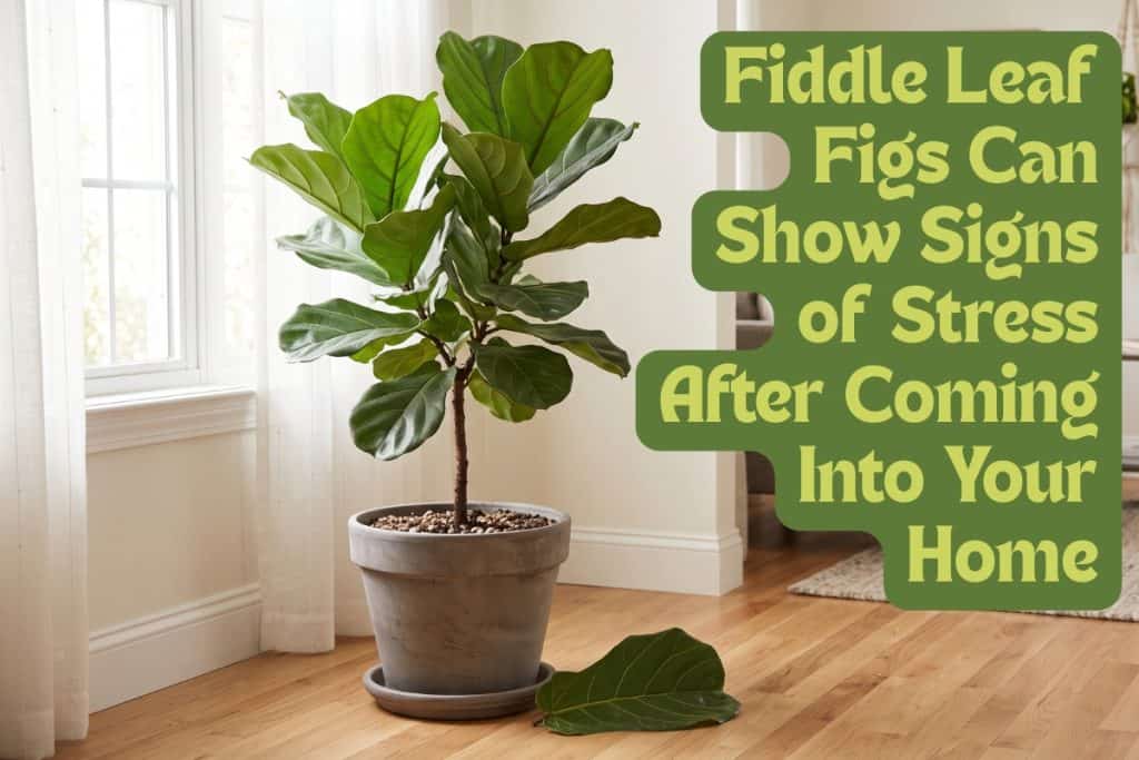 let fiddle leaf fig plants settle in