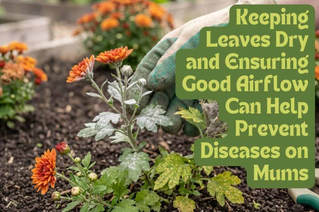 pests and diseases for mums