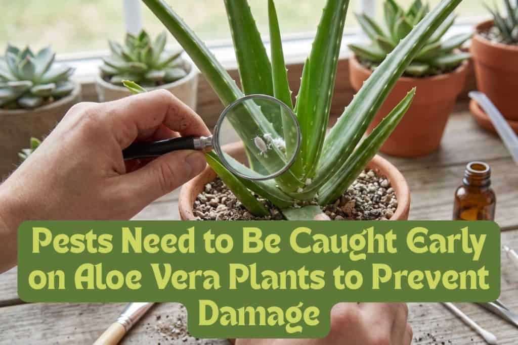 pests on aloe vera plants