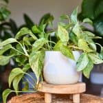 pothos plants