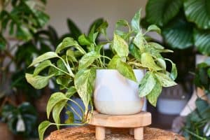 pothos plants