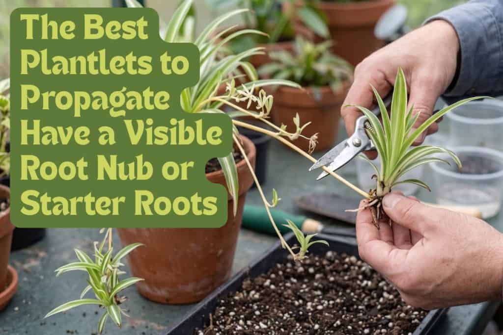 propagate spider plantlets