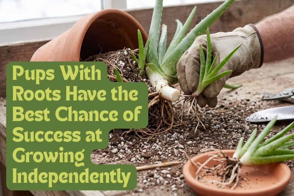propagating aloe vera plants