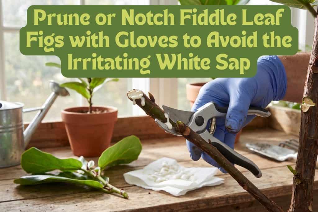prune or notch fiddle leaf fig