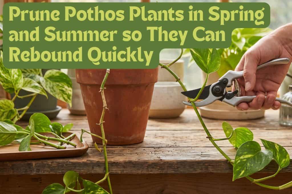 prune pothos plants