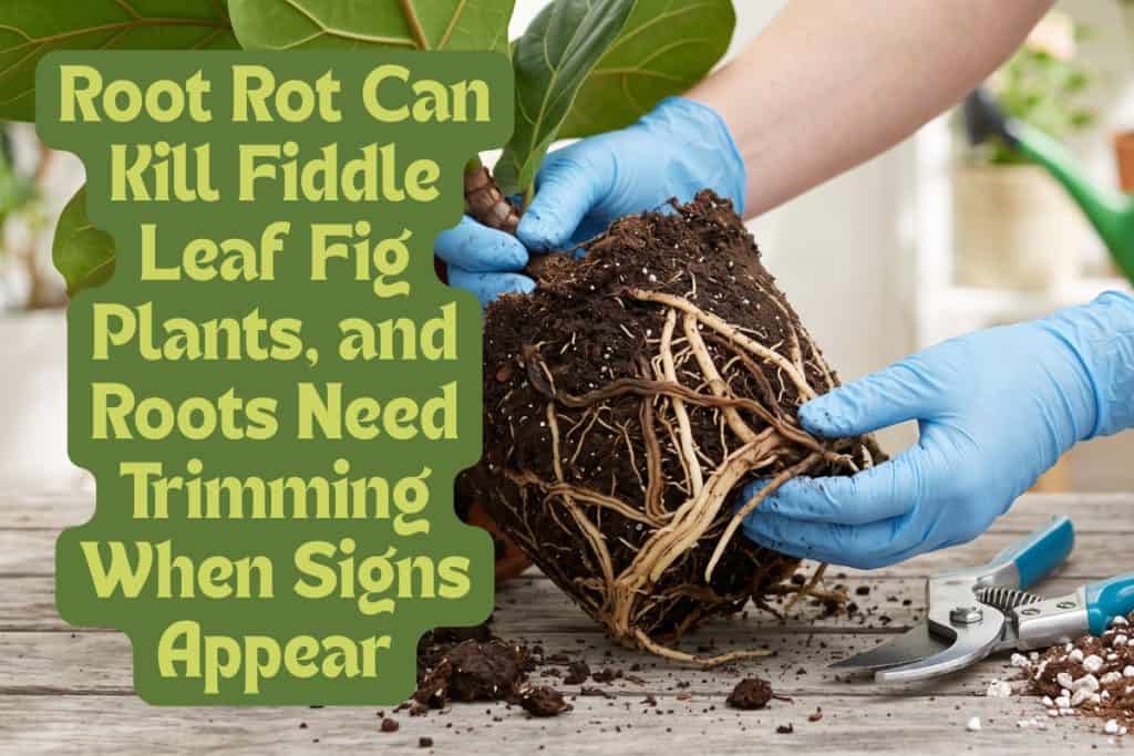 root rot on fiddle leaf fig