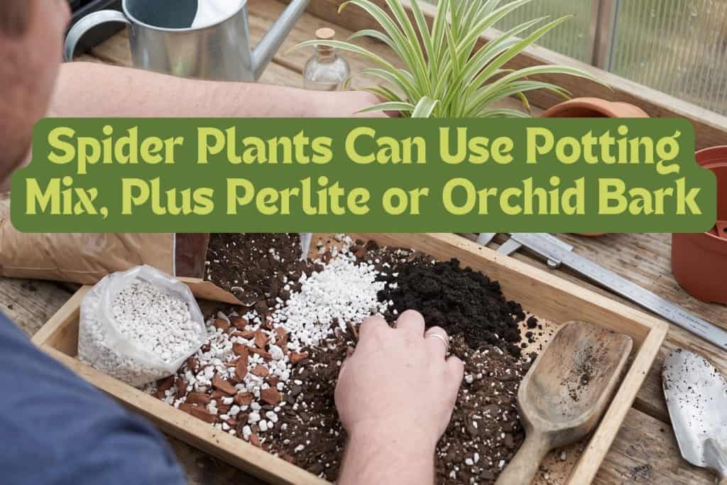 soil for spider plants