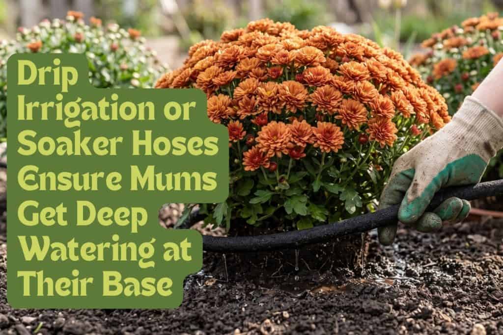 watering chrysanthemums
