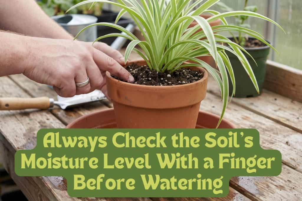 watering spider plant