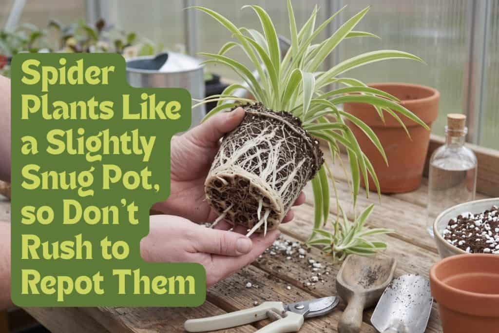 when to repot spider plants