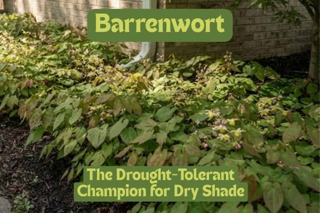 barrenwort