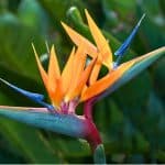 bird of paradise