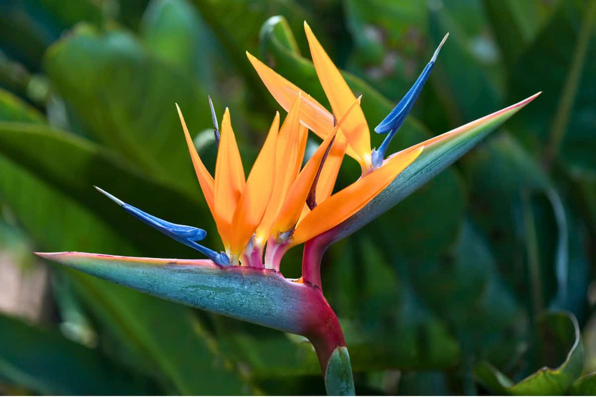 bird of paradise