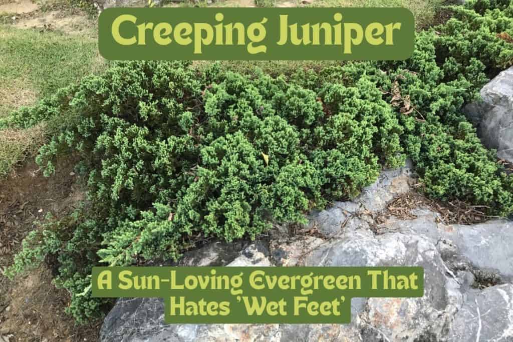 creeping juniper