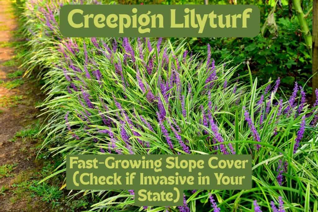 creeping lilyturf