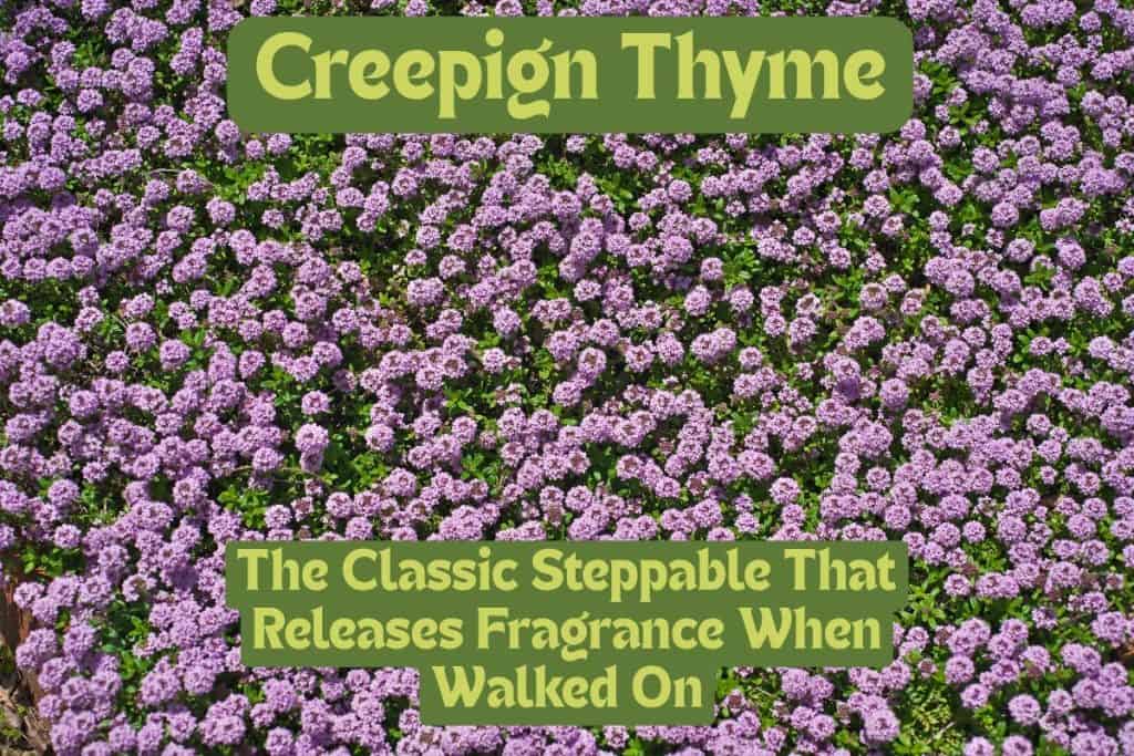 creeping thyme