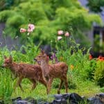 deer-resistant plants