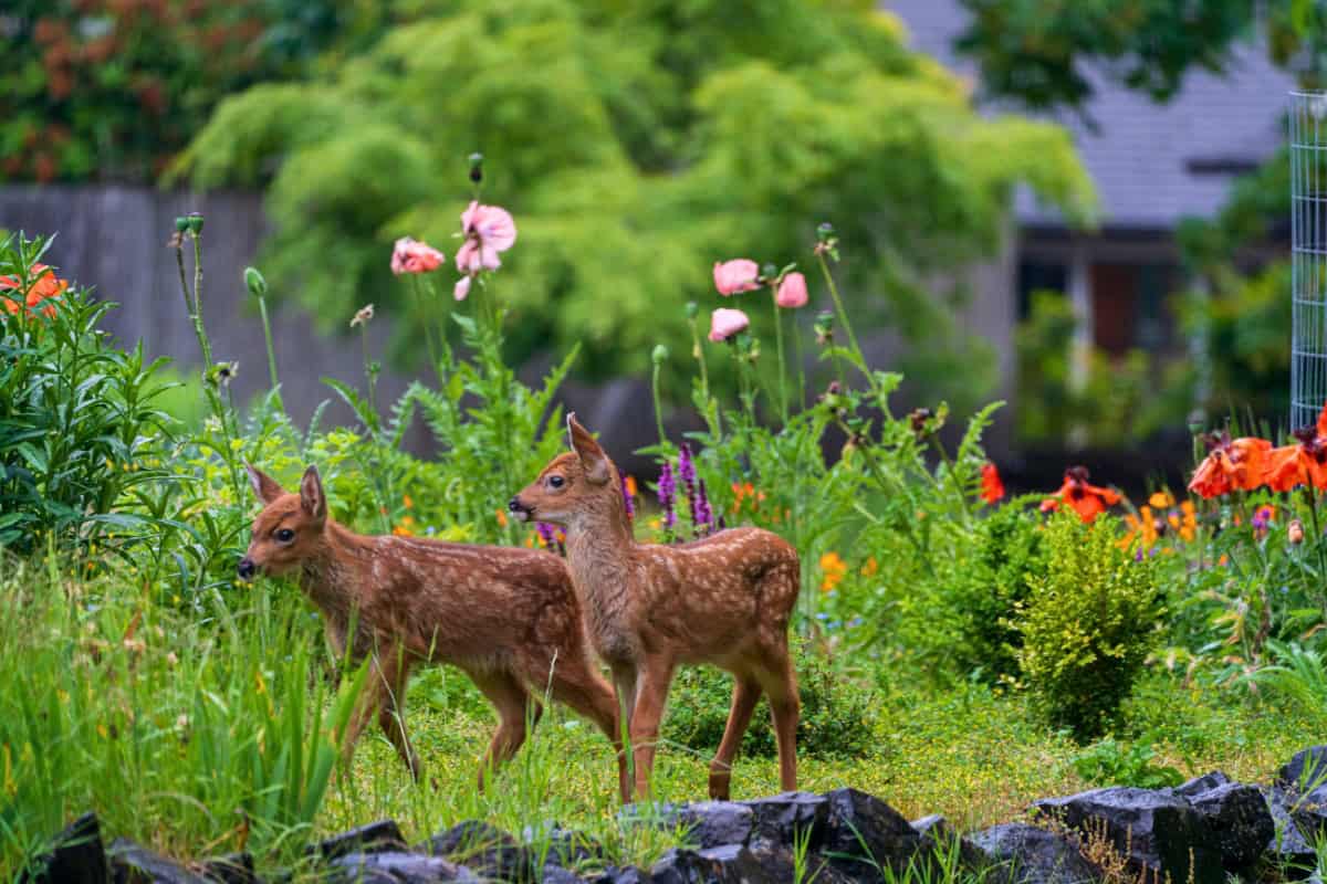 deer-resistant plants