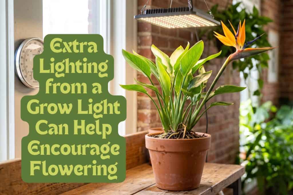 encourage birds of paradise flowers